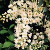 K. McKinnons billede