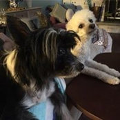 Lisa Dirksen's photo
