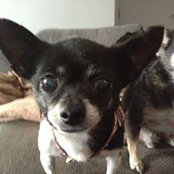 Krista Gifford's photo
