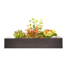 Plants