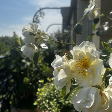 Aménagement paysager d'un balcon filant à Paris...
