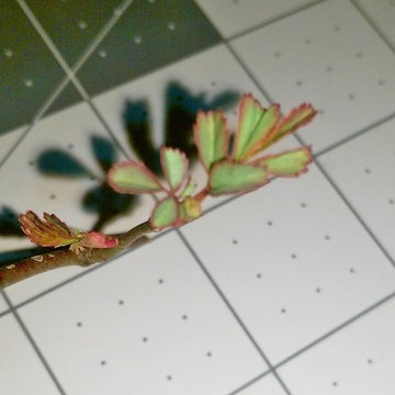 Rose (ID'd by floral_uk, NHBabs, and weedwoman)