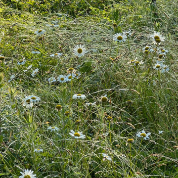 New England Meadow