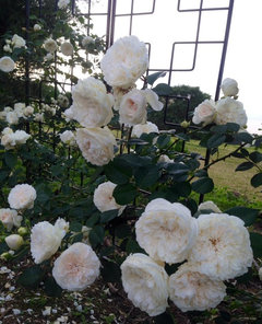 Leylandii and roses.... | Houzz Forum