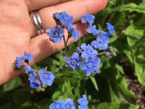 Bright Blue Tiny Flower