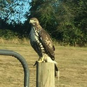 Kim Priester-Ballard's photo