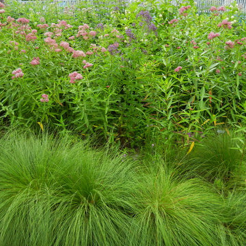 Rain Garden