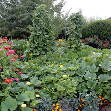 Organic Gardening