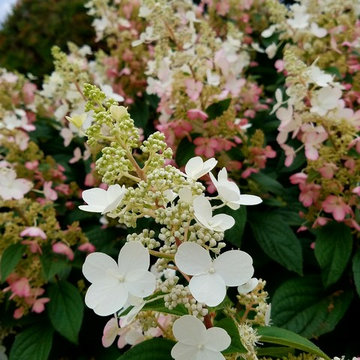 For the Love of Hydrangeas