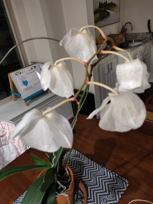 Do You Cut Off Dead Orchid Stems? B73