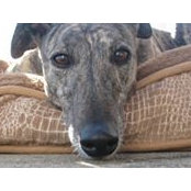 Adam Carpenter's photo