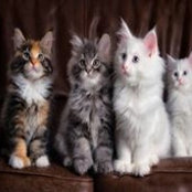 Sandi Lynn's photo