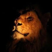 Prince Corrins foto