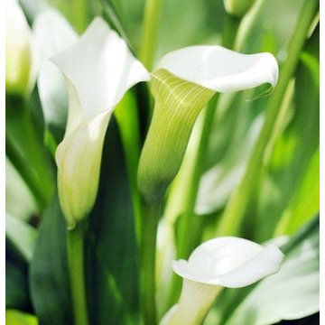Zantedeschia (Calla Lilies)
