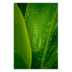 Douglas Page Photographic Arts - After The Rain, Canvas Giclee, 24"x36" - Prints And Posters