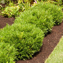 Patio Plants