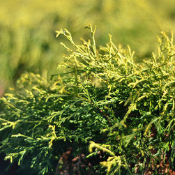 Current Featured Plants - Products