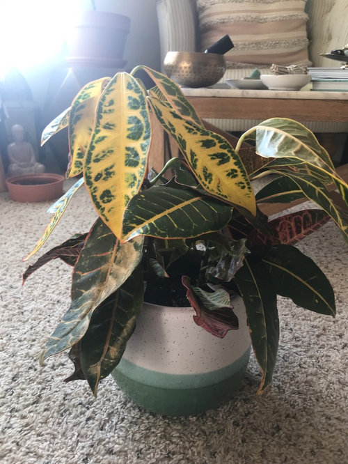 Croton Drooping
