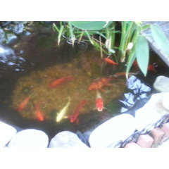 The spot