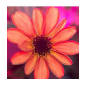Shelly Lei's photo