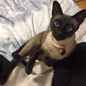 Siwen Chen's photo