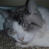 Foto von Chalaini Flanigan