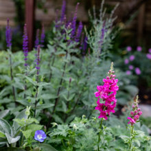 UK Garden Tour: A Leafy Backyard That Looks Lush in Every Season