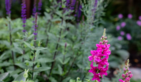 UK Garden Tour: A Leafy Backyard That Looks Lush in Every Season