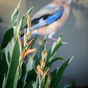 Canna Lilies in Garden lover's urban garden