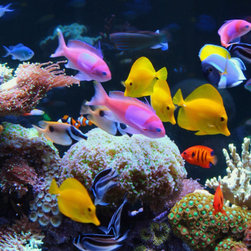 300 Gallon Reef Aquarium - Fish Supplies