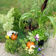 Plants