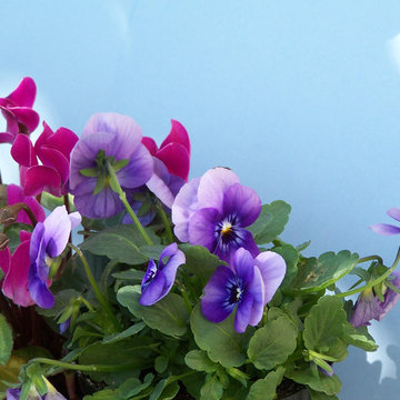 Fiori da giardino