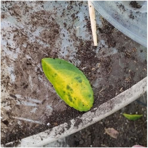 Yellow leaves with brown spots