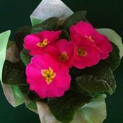 Marilyn Lee's photo