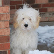 Foto von Buffy Winkle