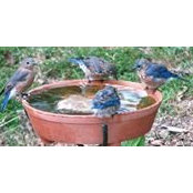 Pat Buchannon's photo
