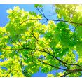 Tree Tech Services's profile photo