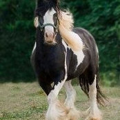 Stacey Cullen's photo