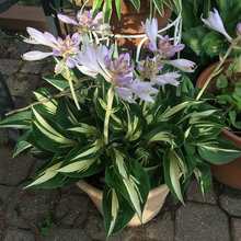 hosta