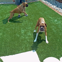 Dog run