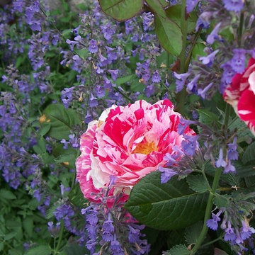 Plant Combinations