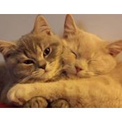 Francesca Biamonte's photo