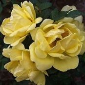 Patty Alaman's photo