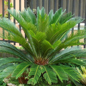 Individual Plant Photos # 1:Customer Aid (Not complete- hundreds will be here)