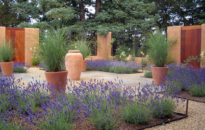 Regal Lavender Rules Gardens Coast to Coast