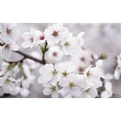 Olive Gooding-Ajax's photo