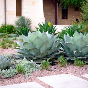 Drought Tolerant Mixed Agaves and Perennials