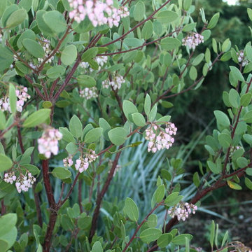 Fairlands Front California Native Garden