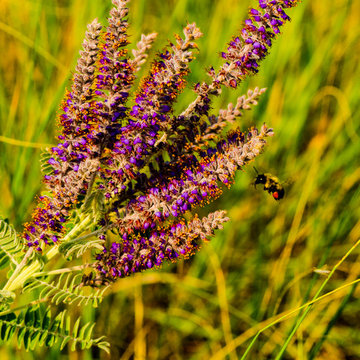 Lead Plant / Amorpha canascens