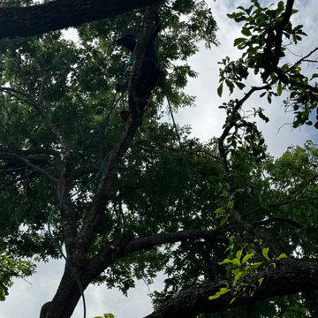 Morales Tree Services